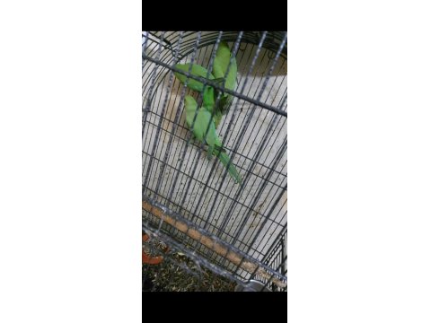 Ele Kola Alıştırmalık Konuşturmalık Yavru Pakistan