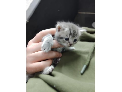 British Shorthair Yavrularımız 10 Gün İçinde Hazır