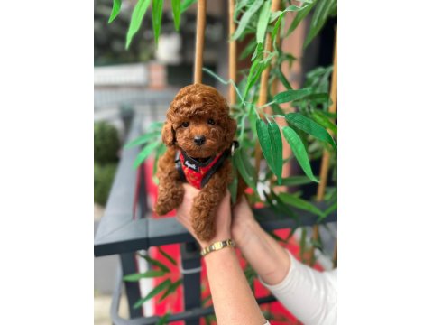 Mini Toy Poodle Yavrular - Çok Sevimli