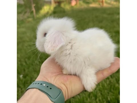 Hollanda Blue Lop Tavşanları Ve Beyaz Mavi Gözler