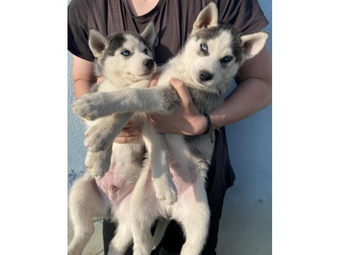 Orijinal Sibirya Kurdu Yavruları