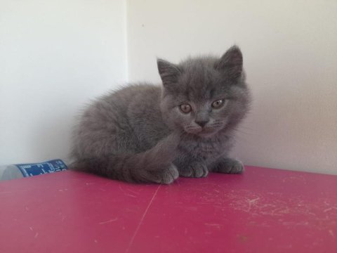 British Shorthaır Erkek Yavru