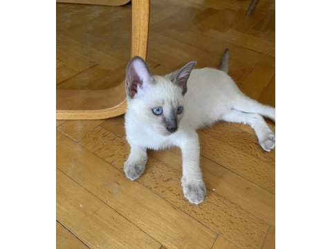 Siyam Kedisi Yavrularına Aile