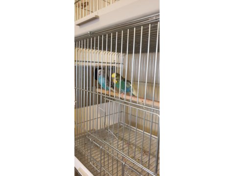 Renk Güzeli Genç Bakıcı Takım Muhabbet Kuşu