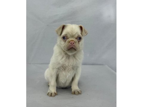 Pink Pug Erkek Yavru