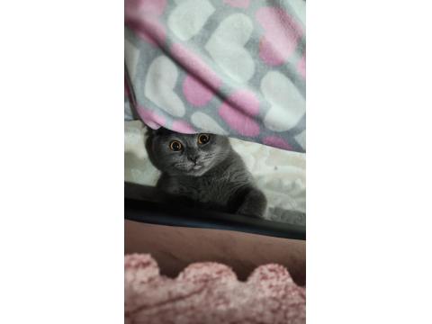 Scottish Fold Kedimizi Sahiplendirmek İstiyorum