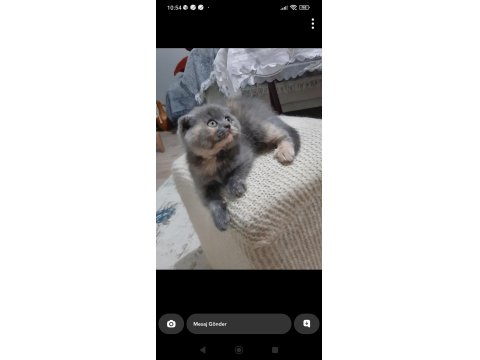 Dünya Tatlısı Minnoş Kedimiz Evinizin Neşesi Olacak