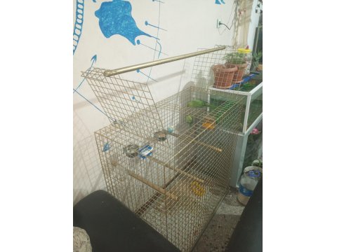 Pakistan Papağanlar