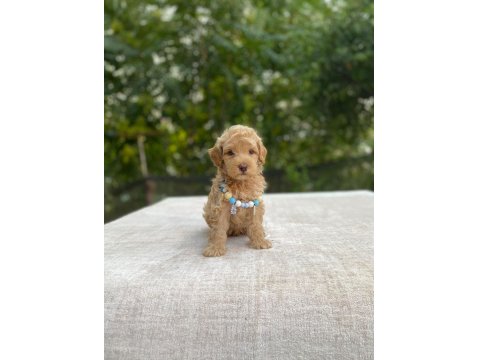 Teacup Maltipoo Bebek Köpekler