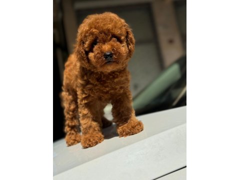 Safkan Toy Poodle Köpekleri