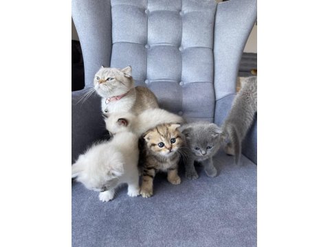 Scottish Fold Yavru Dişi Kedimiz