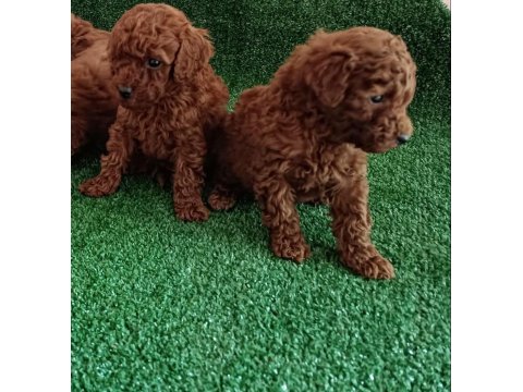 Safkan Toy Poodle