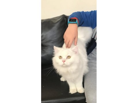 Tamamen Ücretsiz Chinchilla 10 Aylık Bembeyaz Kedimiz Baron