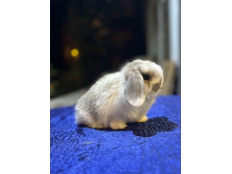 Safkan Tavşanlar Her Otogara Gönderilir