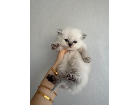 A+++ Kalitede Özenle Bakılan Yavru Kedilerimiz