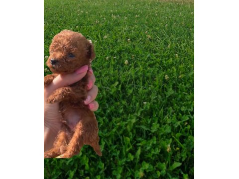 Sağlık Irk Garantili Orjinal Toy Poodle