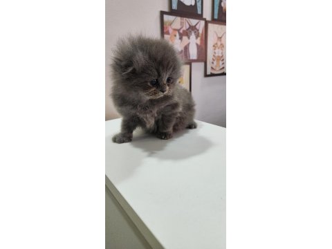 Scottish Fold Erkek Yavru