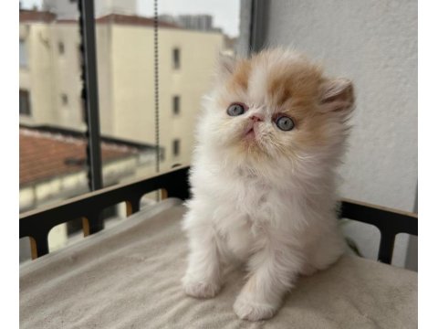 Çok Sıcak Kanlı Saf Irk Persian