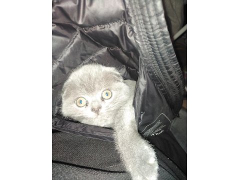 3 Aylık Erkek British Kedimiz