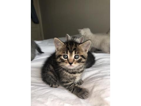 Minik British Shorthair Yavrular Yuva Arıyor