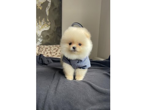 Ayı Surat Pomeranian Boo Yavrular