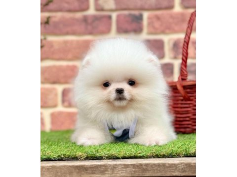 Safkan Pomeranian Cinsi Köpeklerimiz