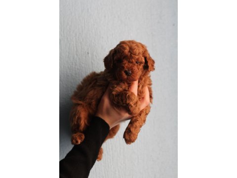 Red Poodle Yavrular İzmir