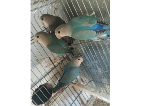 Yavru Sevda Papağanları