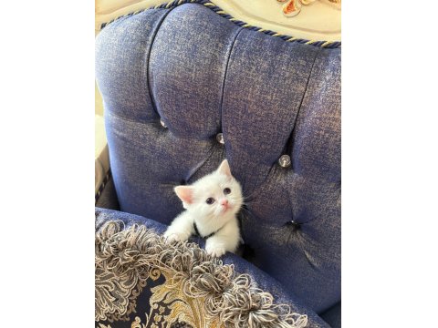 British Yavrularımız