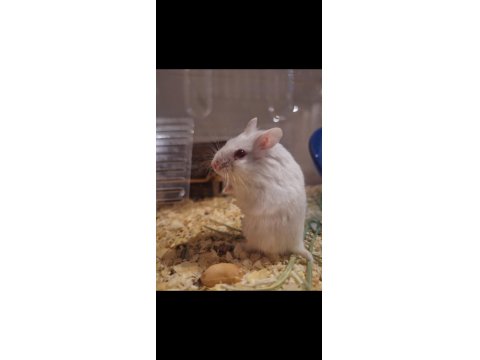 Ele Alışık, Sağlıklı Gonzales Hamster Yavruları (İzmir İçi)