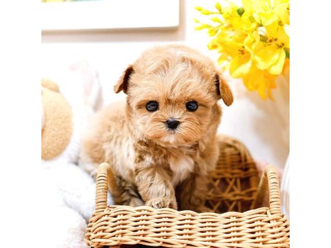 Maltipoo Bebeklerim