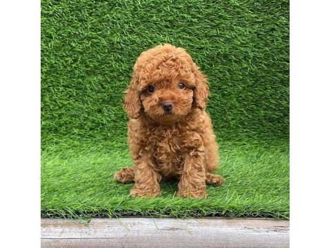 Irk Garantili Toy Poodle Yavruları