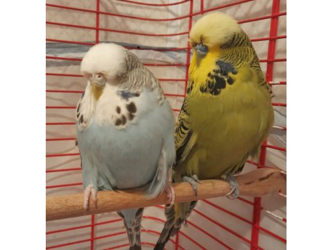 Show Jumbo Muhabbet Kuşu