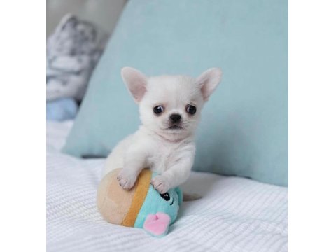 Mini Teacup Irkının En Ufak Chihuahua Bebekleri