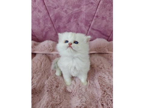 Kar Beyazı British Longhair Kedimiz