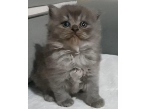 British Longhair Erkek Yavru