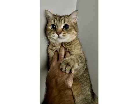 British Oğlumuz Oscar İçin İyi Bakabilecek Birini Arıyoruz