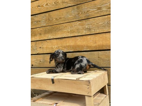 Merle Erkek Dachshund Yavrumuz