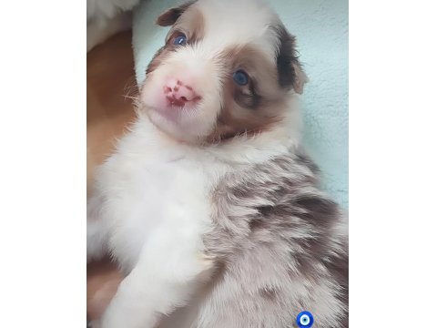 Çok Kaliteli Border Collie Yavruları İstanbul