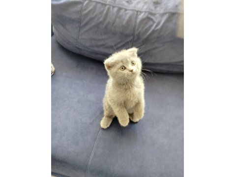 Scottish Fold Kedimiz