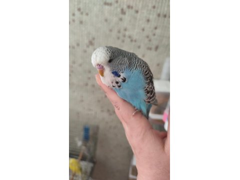 Show Bebek Muhabbet Kuşu