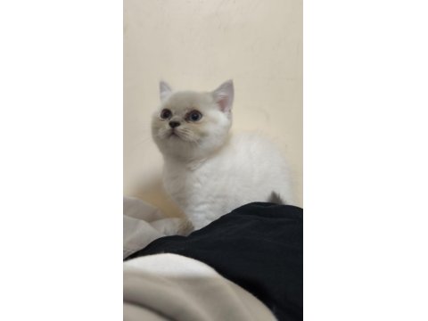Muhteşem Blue Point British Shorthair Yavrusu 2 Aylık Ve Tuvalet Eğitimli