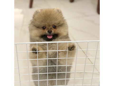 Ayı Surat Pomeranian Yavruları