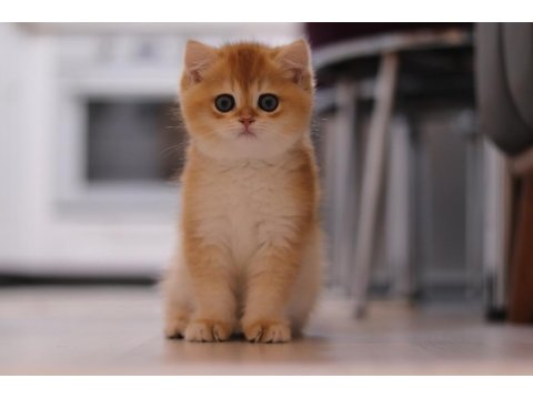 Şecereli British Shorthair Dişi Ve Erkek Yavru