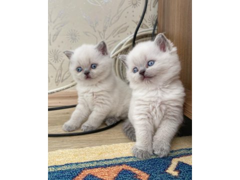 A Kalite British Shorthair Blue Point