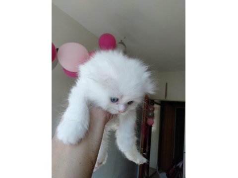Üst Kalite Scottish Fold İsteyenlere