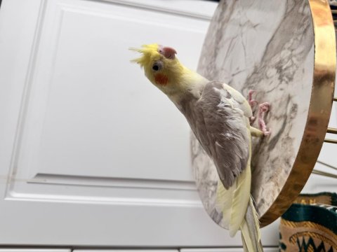 Sahiplendirilecek Sultan Papağanı