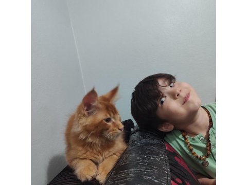 5 Aylık Maine Coon
