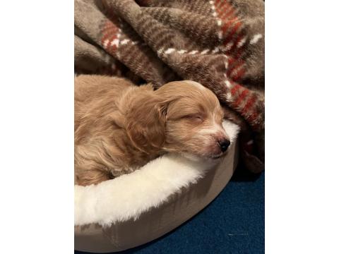 Yavru Maltipoo Köpeği