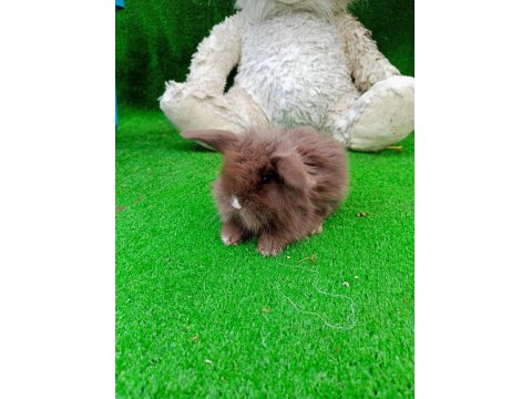 Hollanda Teddy Lop Tavşan Yavruları